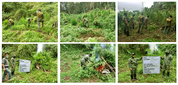 PHP3.46M worth Marijuana plants discovered in Benguet