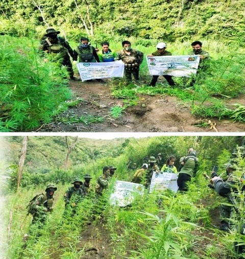 P15M worth of Marijuana torched in Kalinga