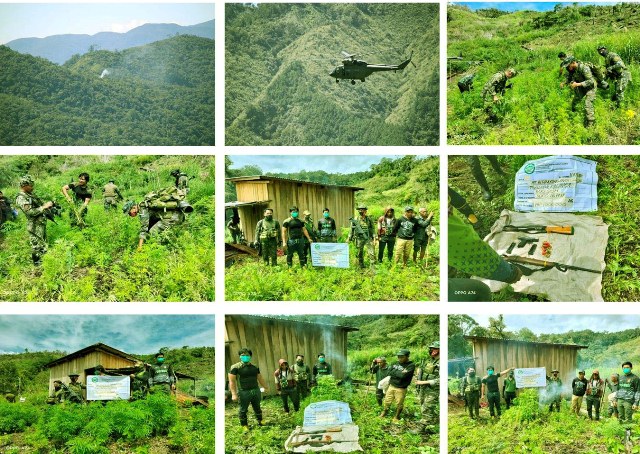 Mahigit P350M Marijuana plantation sinunog sa Cordillera, 3 cultivators huli, mga residente humihingi ng Farm to Market Roads para mawala na ang nagtatanim ng Marijuana