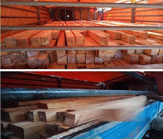 35K WORTH OF ILLEGALLY  SAWN PINE LUMBERS SEIZED IN BENGUET