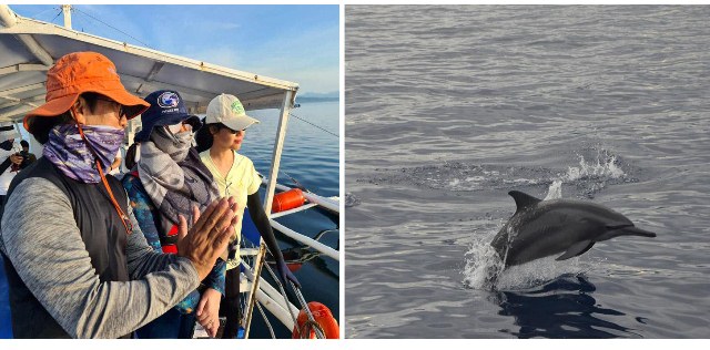 Tañon Strait dolphins declining and in peril