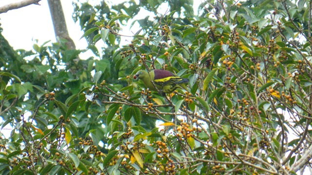 Investigating the role of bird perches in reforestation