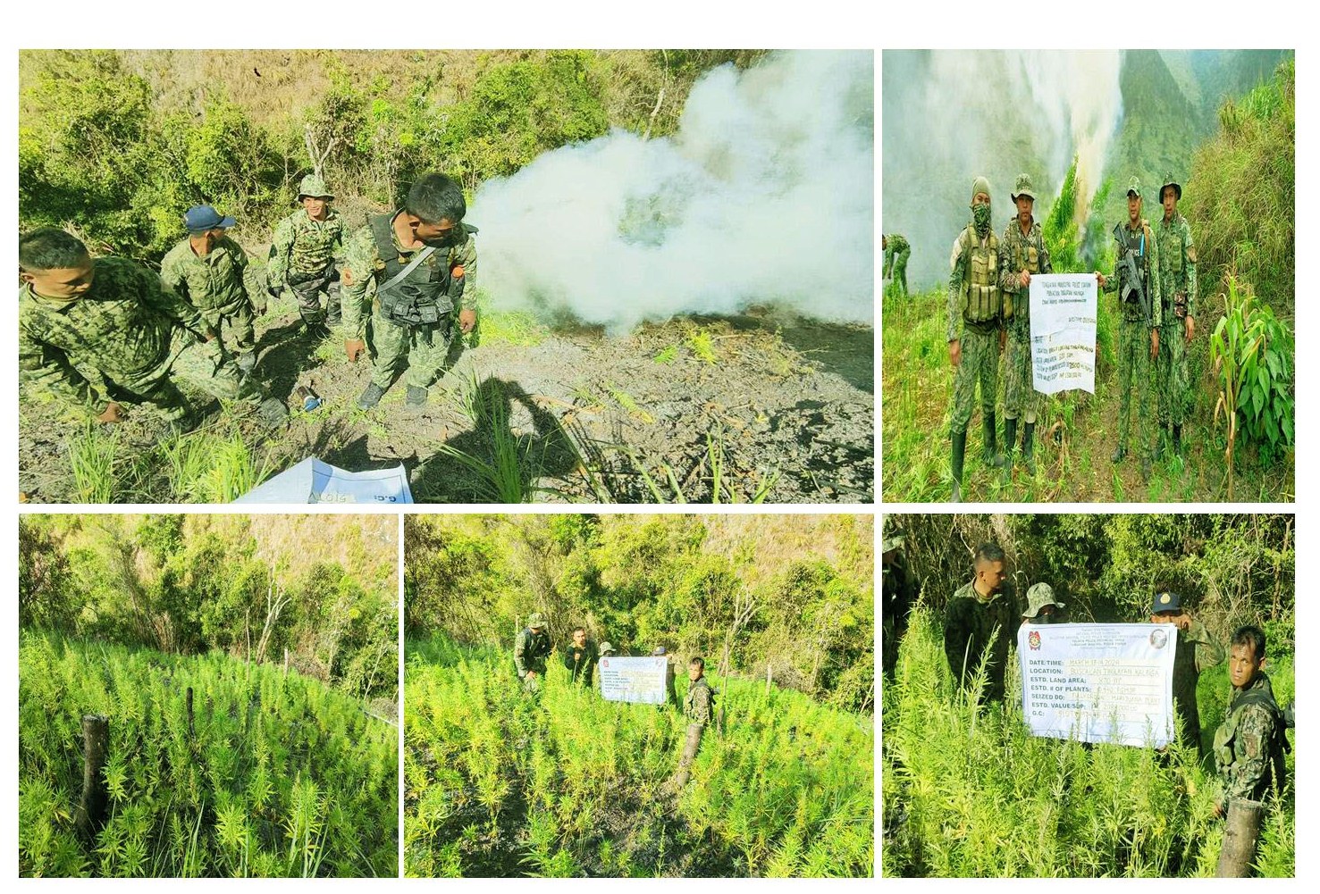 TWO DAYS DRUG OPS NETS OVER P21-M WORTH OF MARIJUANA PLANTS