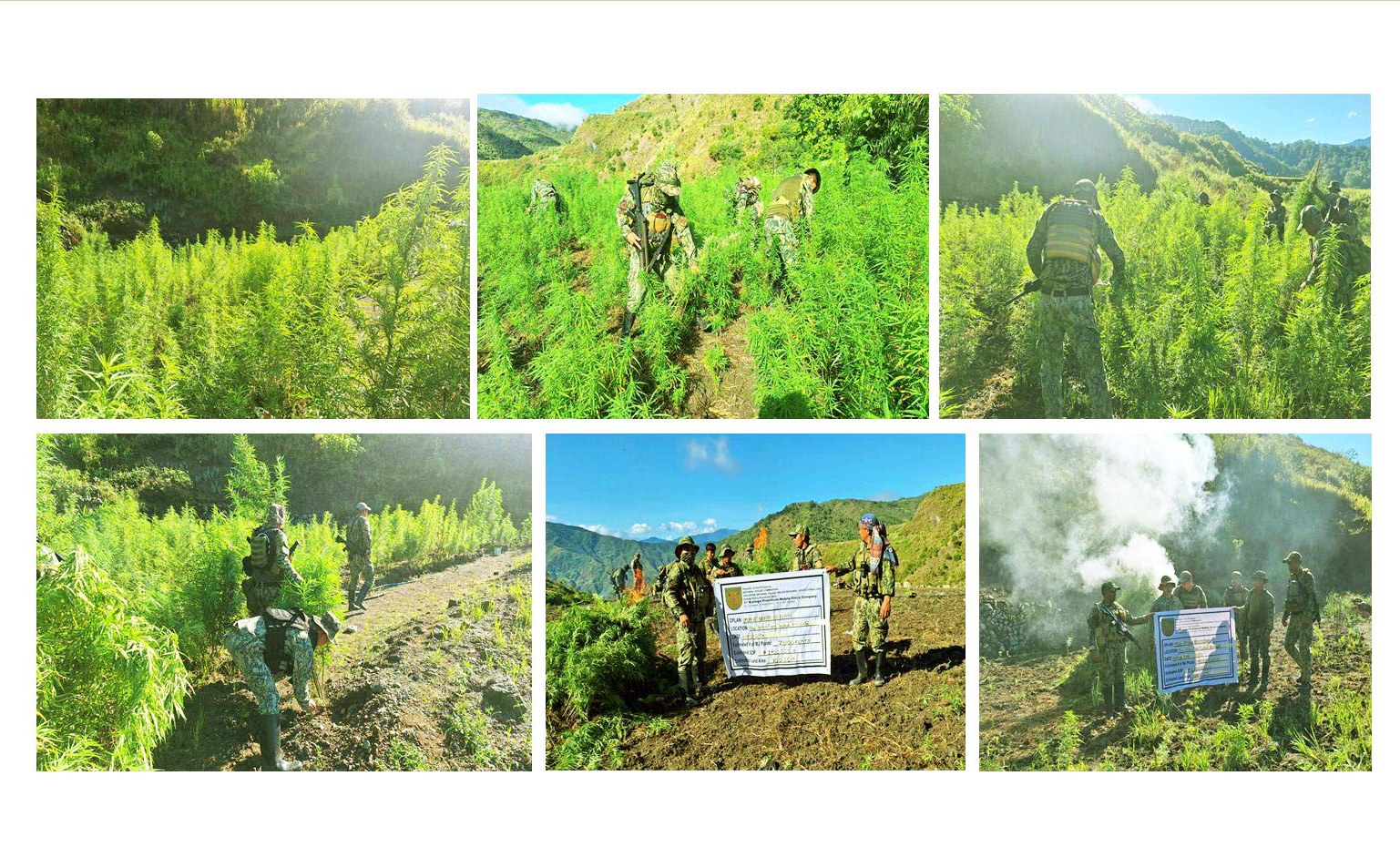 LUMIN-AWA COPS DISCOVER OVER P3M WORTH OF MARIJUANA PLANTS IN TINGLAYAN, KALINGA