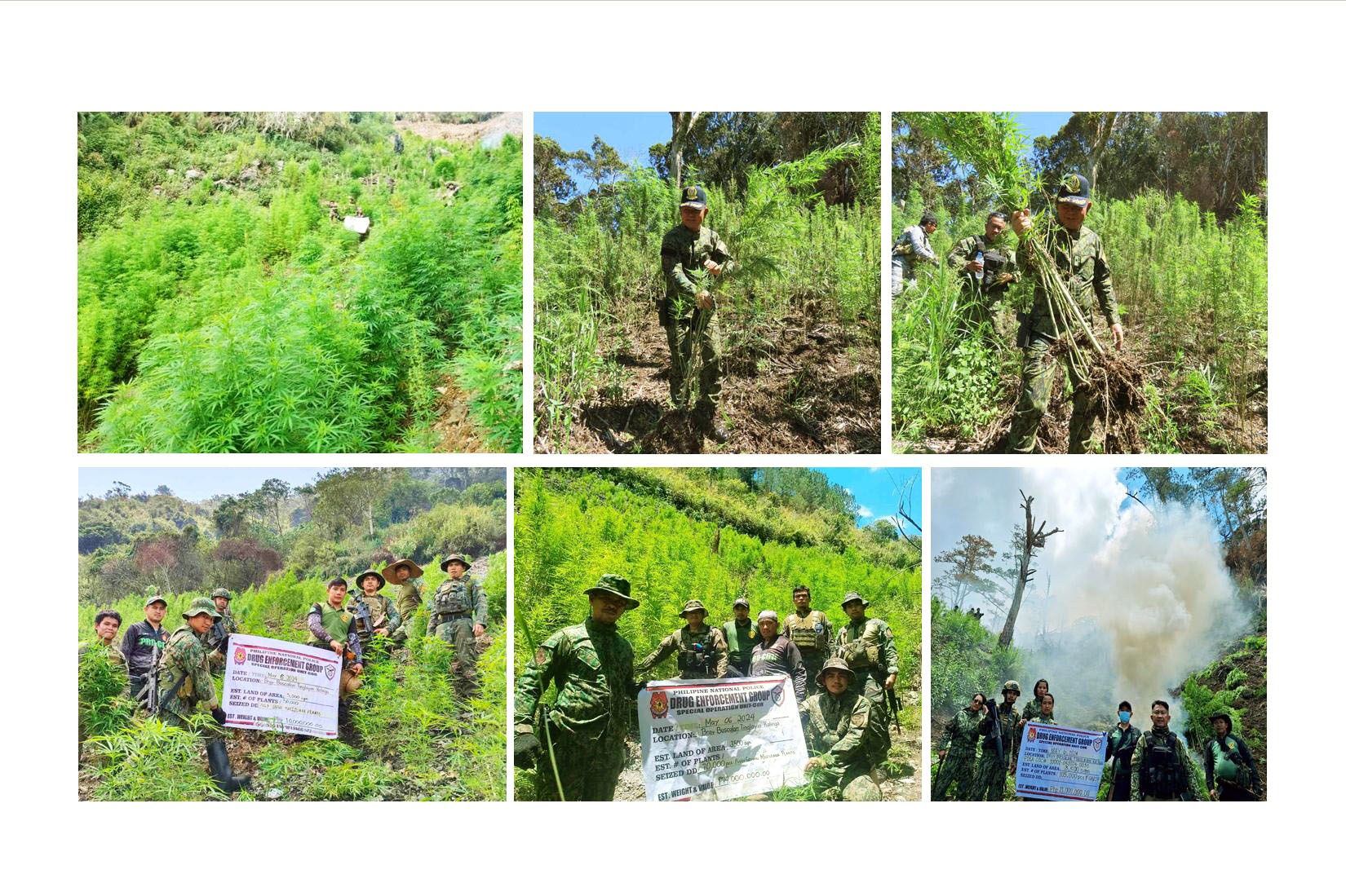 OPLAN HIGHLANDER SUCCESSFUL: P858.9 MILLION WORTH OF MARIJUANA BURNED IN KALINGA