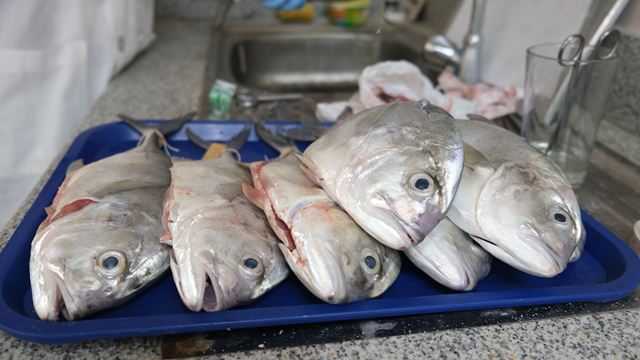 UP Biologists Set Up First DNA Segments to Monitor In-demand Seafood