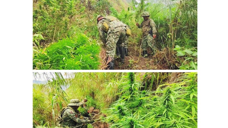 One Day Drug Ops Yield Over P2.4M Worth of Marijuana Plants in Benguet