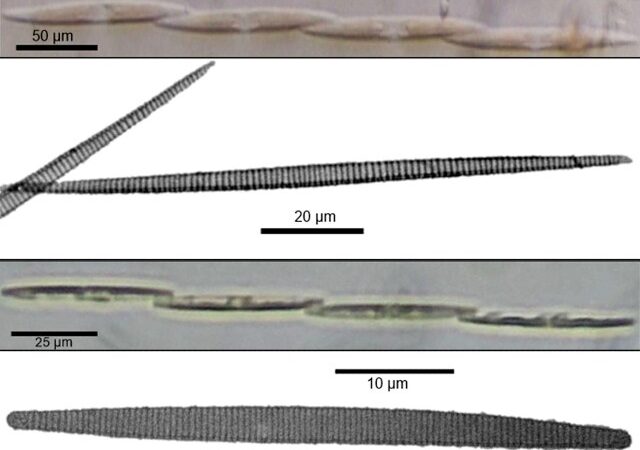 Filipino biologists find amnesia-causing organisms in Luzon shellfish farms