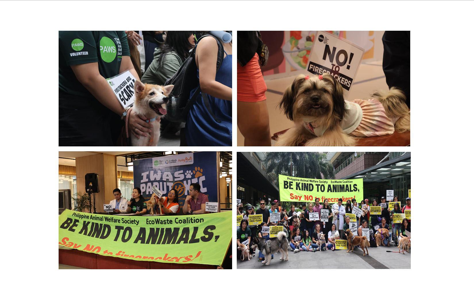 Groups Campaign to Protect Animals, People and the Environment from Harmful Effects of Firecrackers and Fireworks