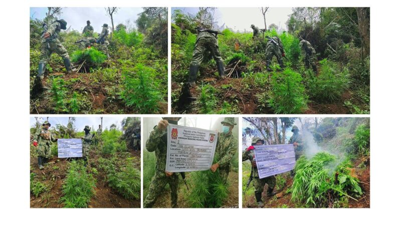 PRO-CAR Cops Eradicate Over P2.6M Worth of Marijuana Plants in Benguet and Kalinga