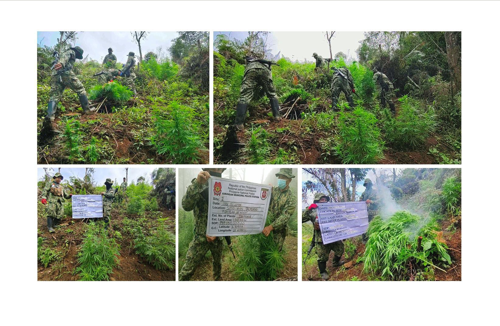 PRO-CAR Cops Eradicate Over P2.6M Worth of Marijuana Plants in Benguet and Kalinga