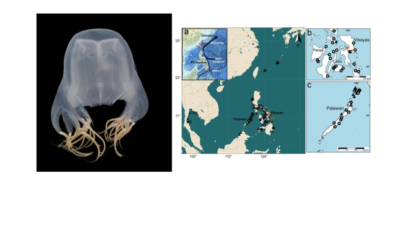 Venomous Jellyfish Found in PH Waters, Biologists Confirm