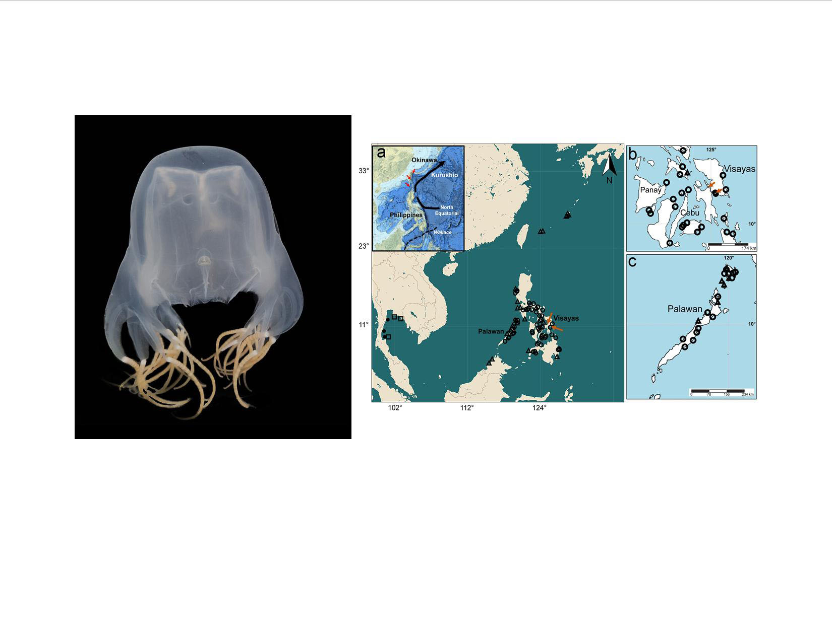 Venomous Jellyfish Found in PH Waters, Biologists Confirm