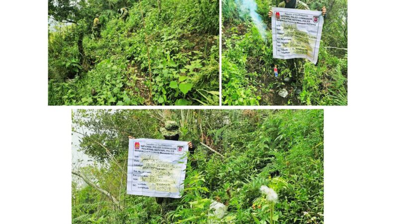 PRO CAR Cops Dismantle Three Plantations, Destroy P520K Marijuana Plants