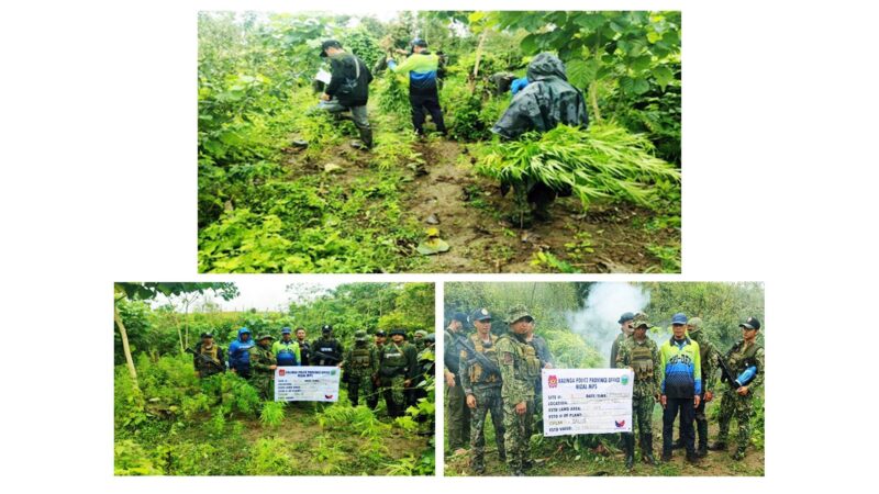 PRO CAR’s ANTI-ILLEGAL DRUGS OPS YIELDS COPS OVER P2.2M WORTH OF MARIJUANA PLANTS IN BENGUET AND KALINGA